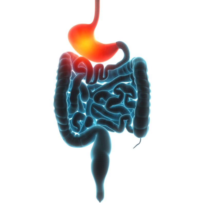 Gastroparese - magens tornerosesøvn